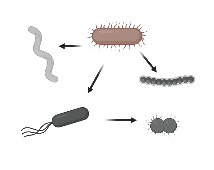 Microbial nutritional interaction network diagram